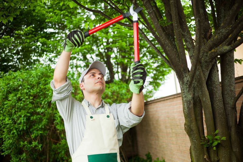Local Magnolia Tree Removal pros at work