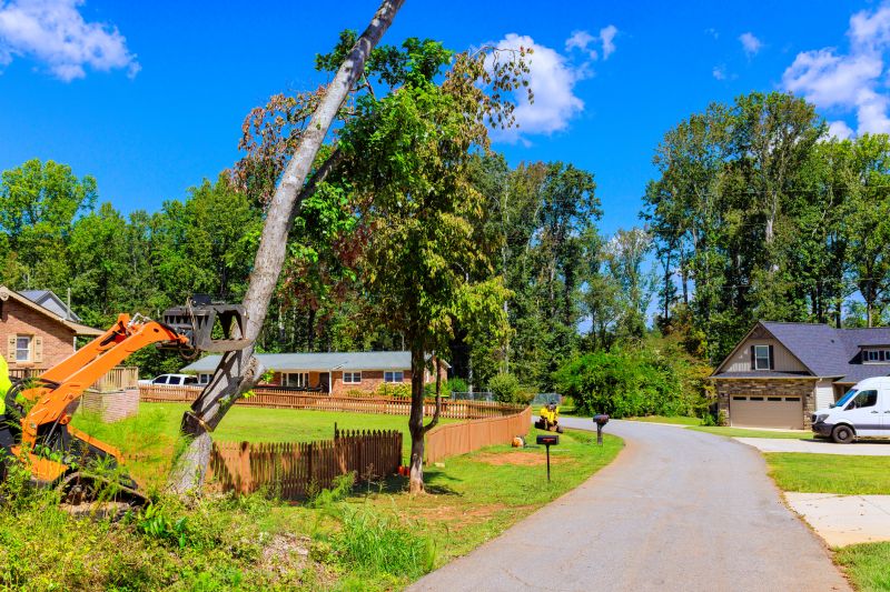 Magnolia Tree Removal