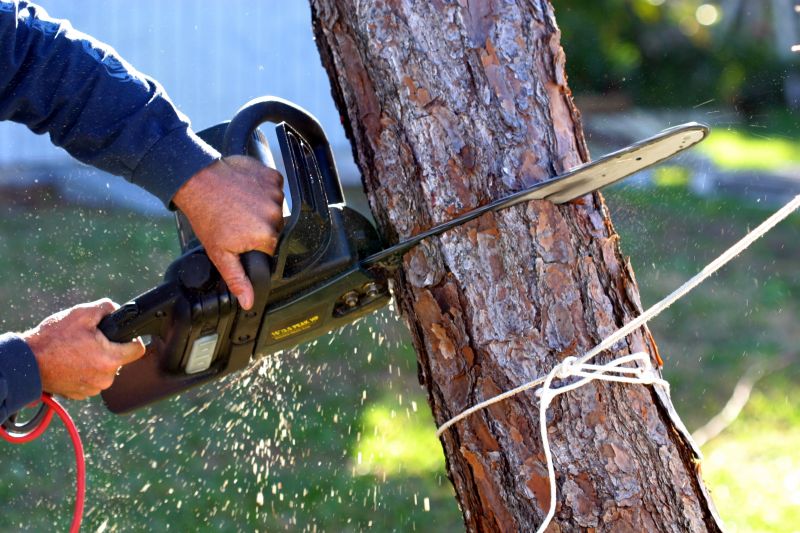 Specialized Tree Care Teams