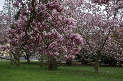 Ensure That Your Tree is Safely Disposed of!