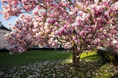 Remove Dead, Damaged, or Diseased Magnolia Trees!